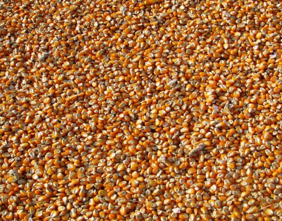 potere calorifico del mais