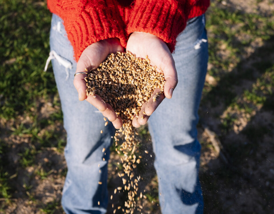 Conservare pellet e biomasse in estate